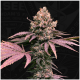 T.H. Seeds - London Mint Cake 710 (Feminizált) kannabis mag