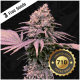 T.H. Seeds - London Mint Cake 710 (Feminizált) kannabis mag