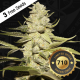 T.H. Seeds - Planet Lemon 710 (Feminizált) kannabis mag