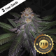 T.H. Seeds - Purple Banana Cream (Feminizált) kannabis mag