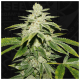 T.H. Seeds - Watermelon Ultra 710 (Feminizált) kannabis mag