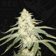 T.H. Seeds - WY-KIKI 710 (Feminizált) kannabis mag