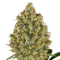 White Label Seeds - AK 420 (Feminizált)