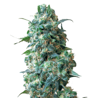White Label Seeds - Afghan Kush (Regular)
