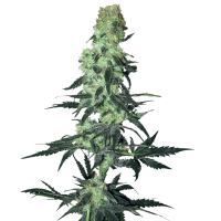 White Label Seeds - Amnesia White (Regular)
