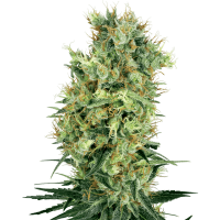 White Label Seeds - Cal Orange Bud (Regular)