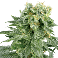 White Label Seeds - Double Gum (Regular)