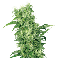 White Label Seeds - Female Mix (Feminizált)