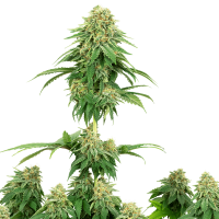 White Label Seeds - Girl Scout Cookies (Feminizált)
