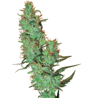 White Label Seeds - Jack Herer (Regular)