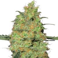 White Label Seeds - Master Kush (Regular)