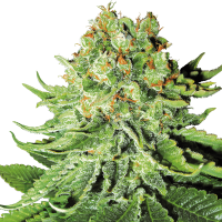 White Label Seeds - Northern Lights Automatik (Autoflowering)