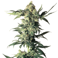 White Label Seeds - Northern Lights (Feminizált)