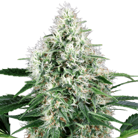 White Label Seeds - Power Plant Automatik (Autoflowering)