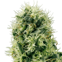 White Label Seeds - Pure Power Plant (Feminizált)