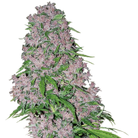 White Label Seeds - Purple Bud (Feminizált)