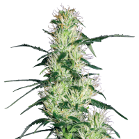 White Label Seeds - Purple Haze (Feminizált)