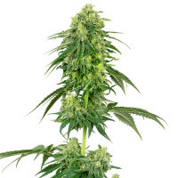 White Label Seeds - Strawberry Kush (Feminizált)