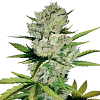 White Label Seeds - Super Skunk Automatik (Autoflowering)
