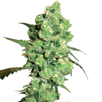 White Label Seeds - Super Skunk (Regular)