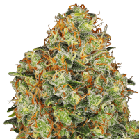 White Label Seeds - Sweet Tangerine Tango (Autoflowering)