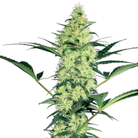 White Label Seeds - White Diesel (Feminizált)