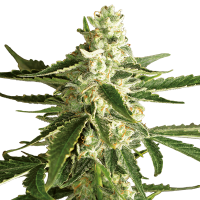 White Label Seeds - White Diesel Haze Automatik (Autoflowering)