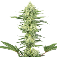 White Label Seeds - White Gorilla Haze (Feminizált)