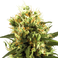 White Label Seeds - White Haze Automatik (Autoflowering)