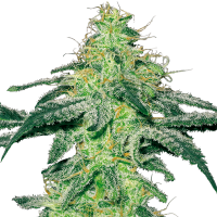 White Label Seeds - White Skunk (Regular)