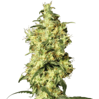 White Label Seeds - White Widow Automatik (Autoflowering)
