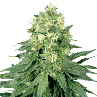 White Label Seeds - White Widow (Feminizált)