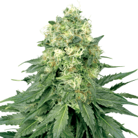 White Label Seeds - White Widow (Regular)