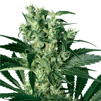 White Label Seeds - X Haze (Feminizált)