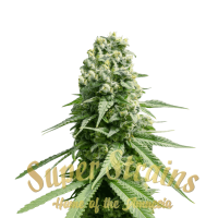 Super Strain Seeds - Amnesia