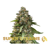 Super Strain Seeds - Enemy of the State (Feminized)