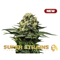 Super Strain Seeds - Wedding Cake (Feminized)